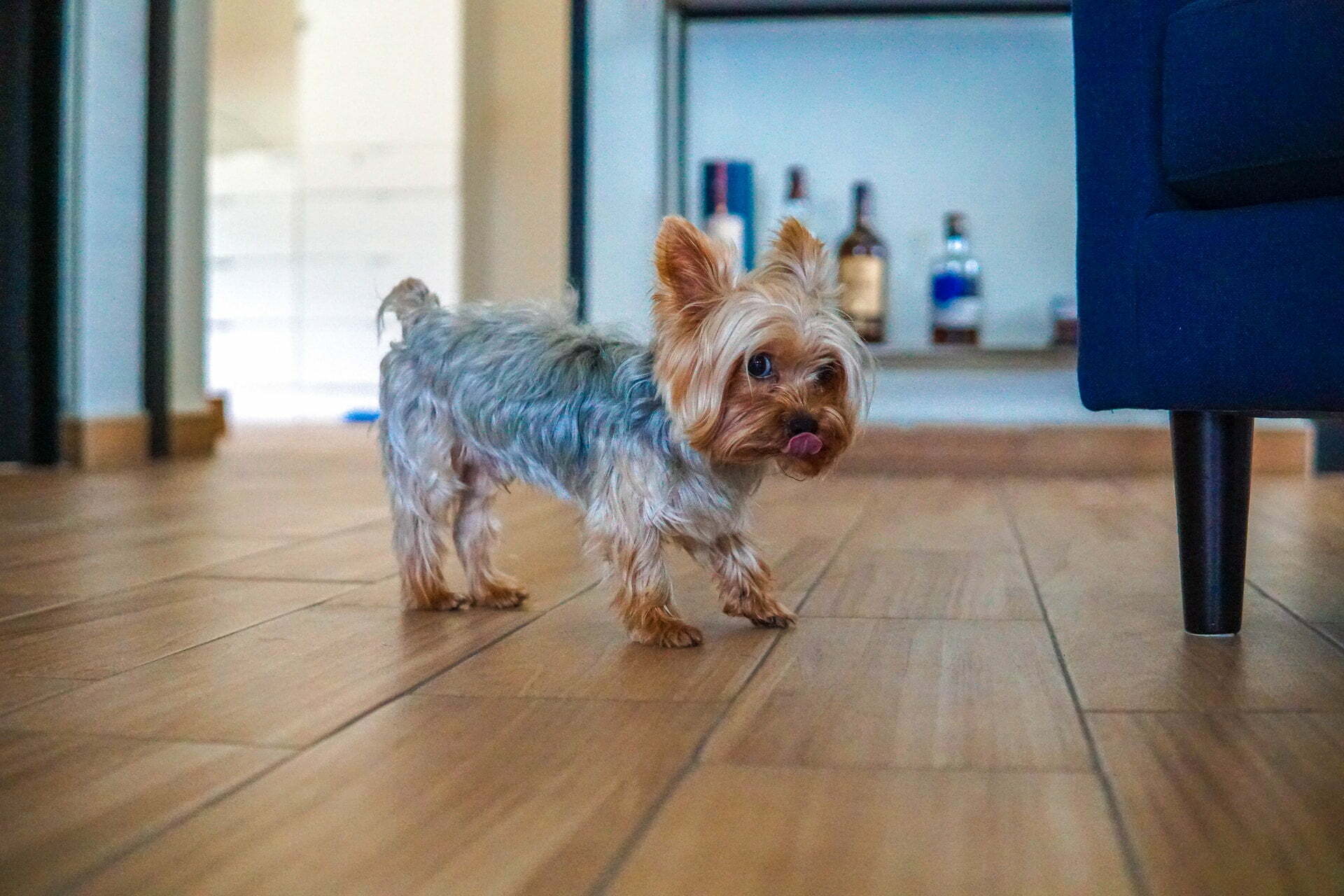 a dog running on a wood floor