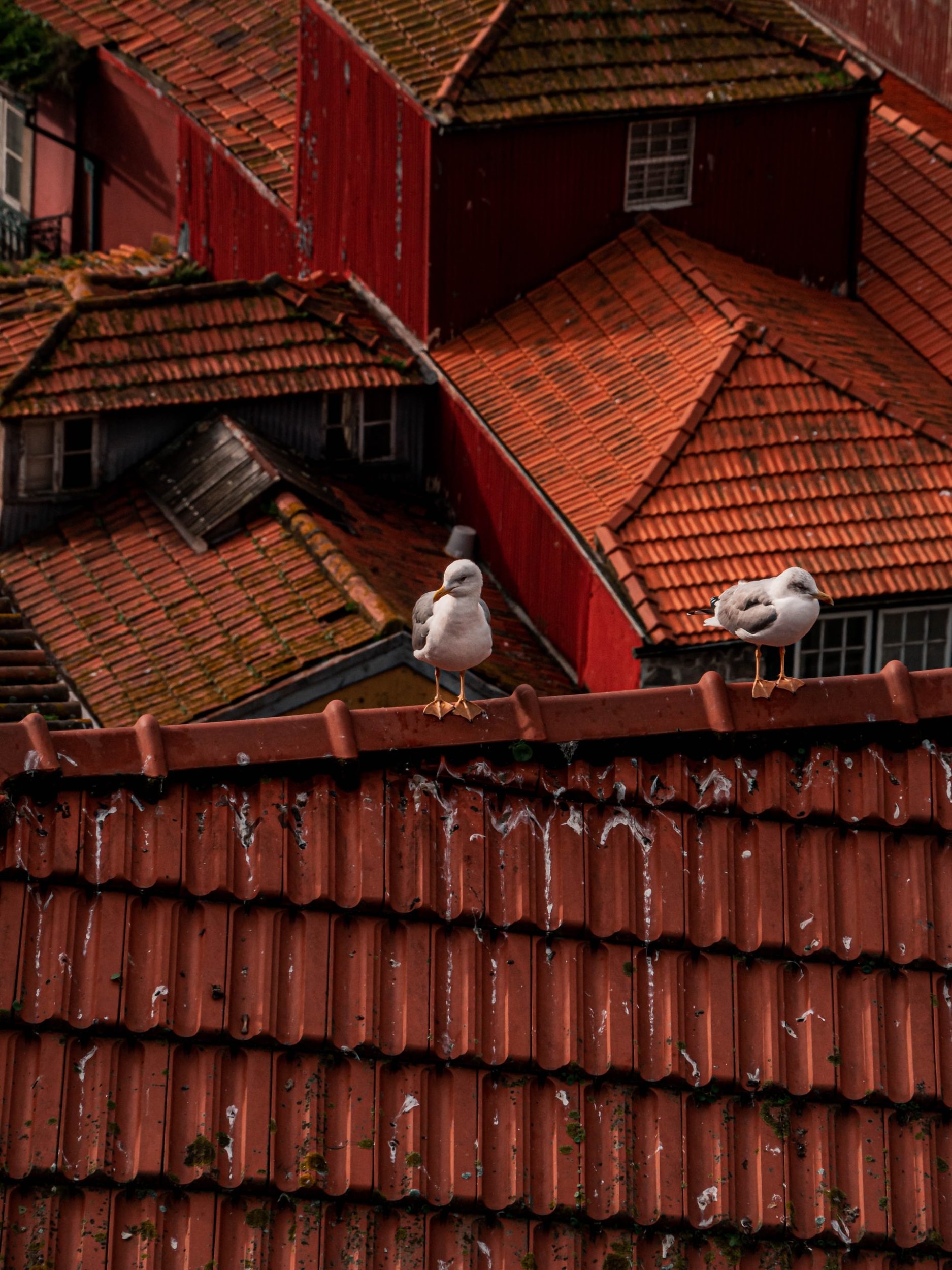 a couple of birds on a roof