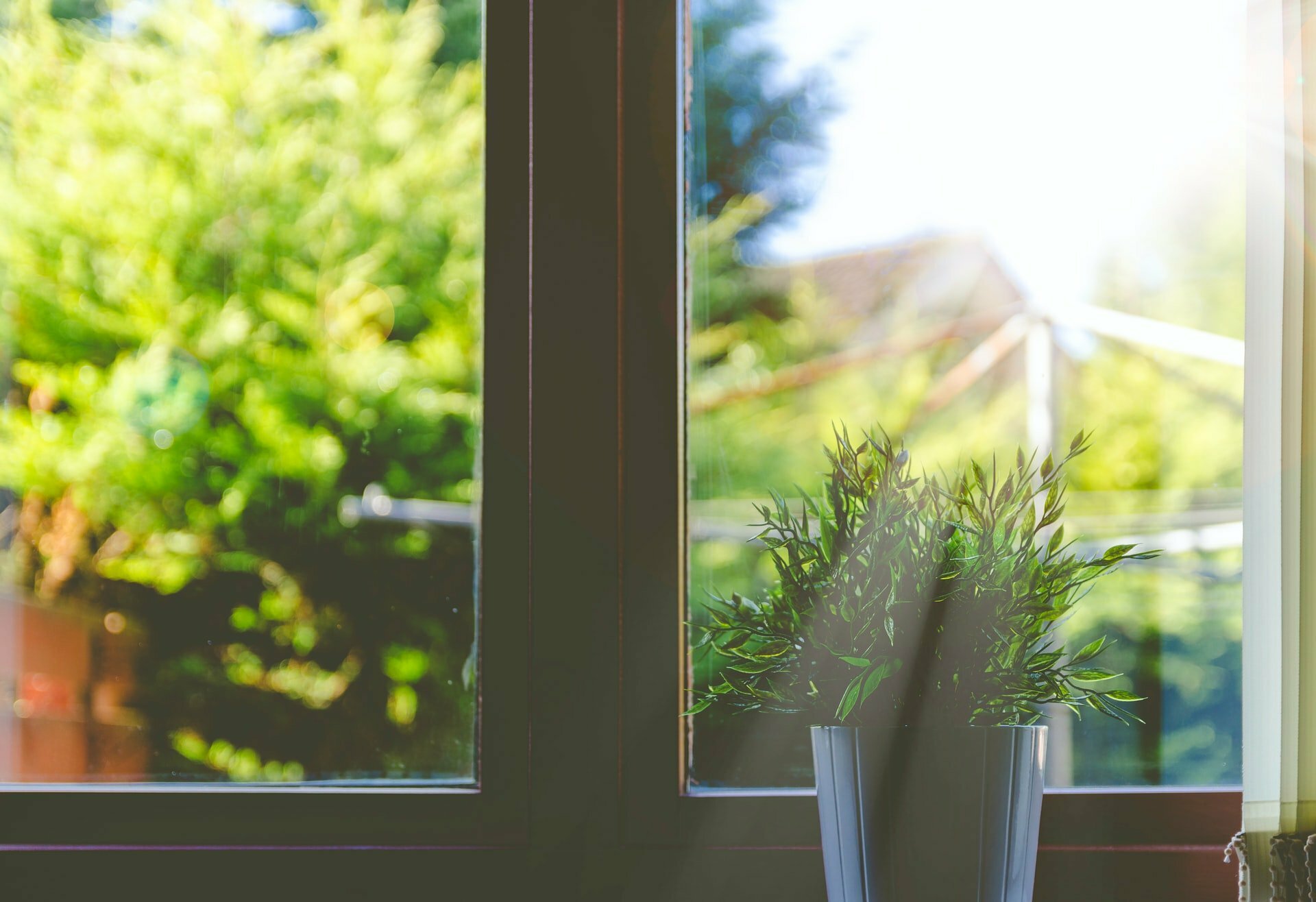 a window with plants