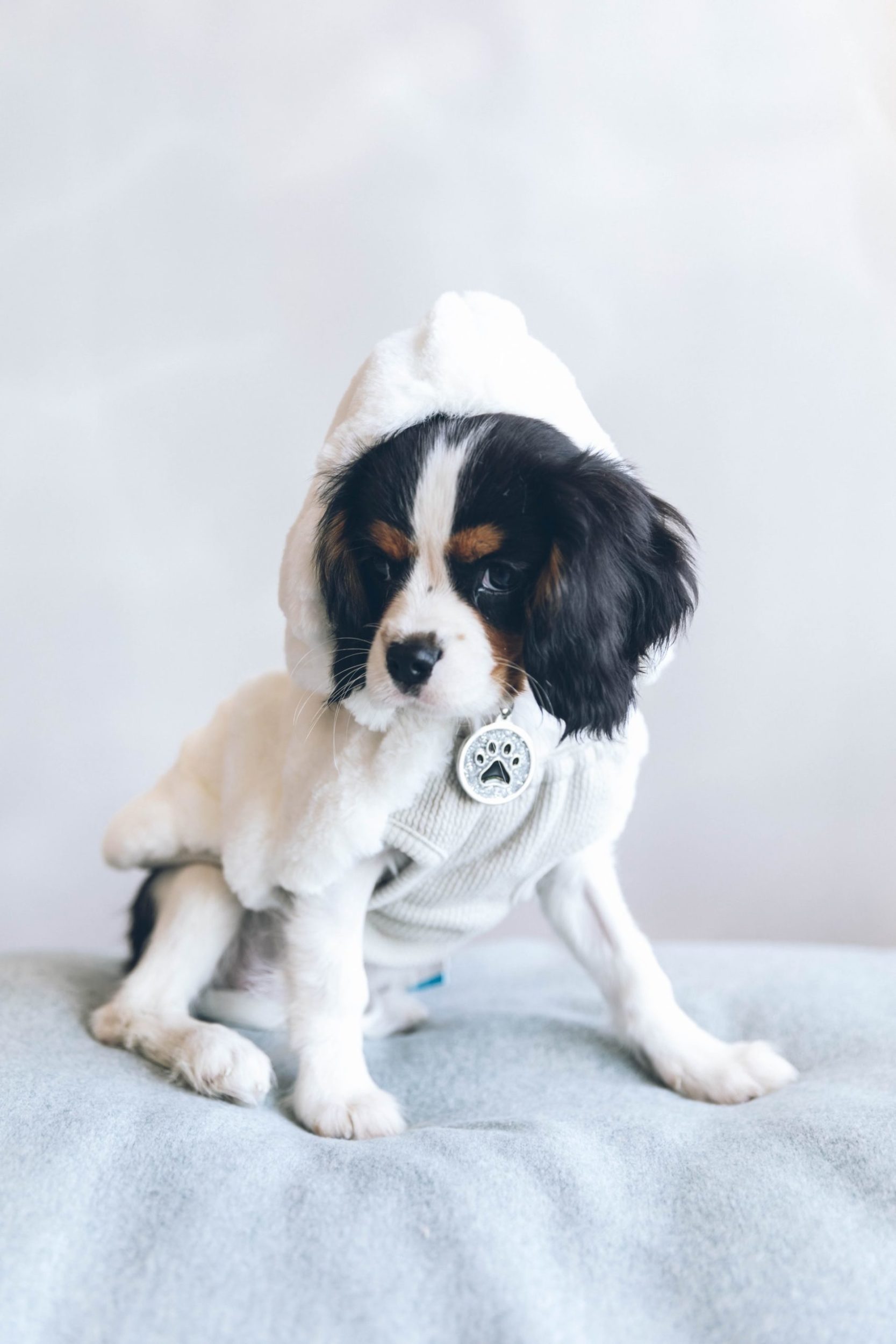 a dog wearing a costume