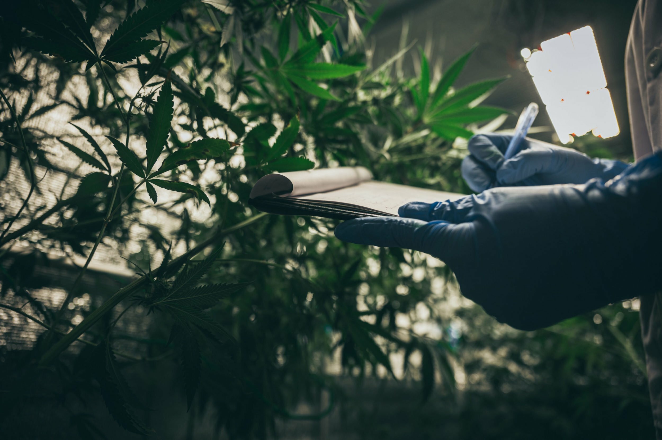 a person walking through a bush